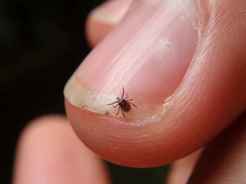 Bird Lice Treatment