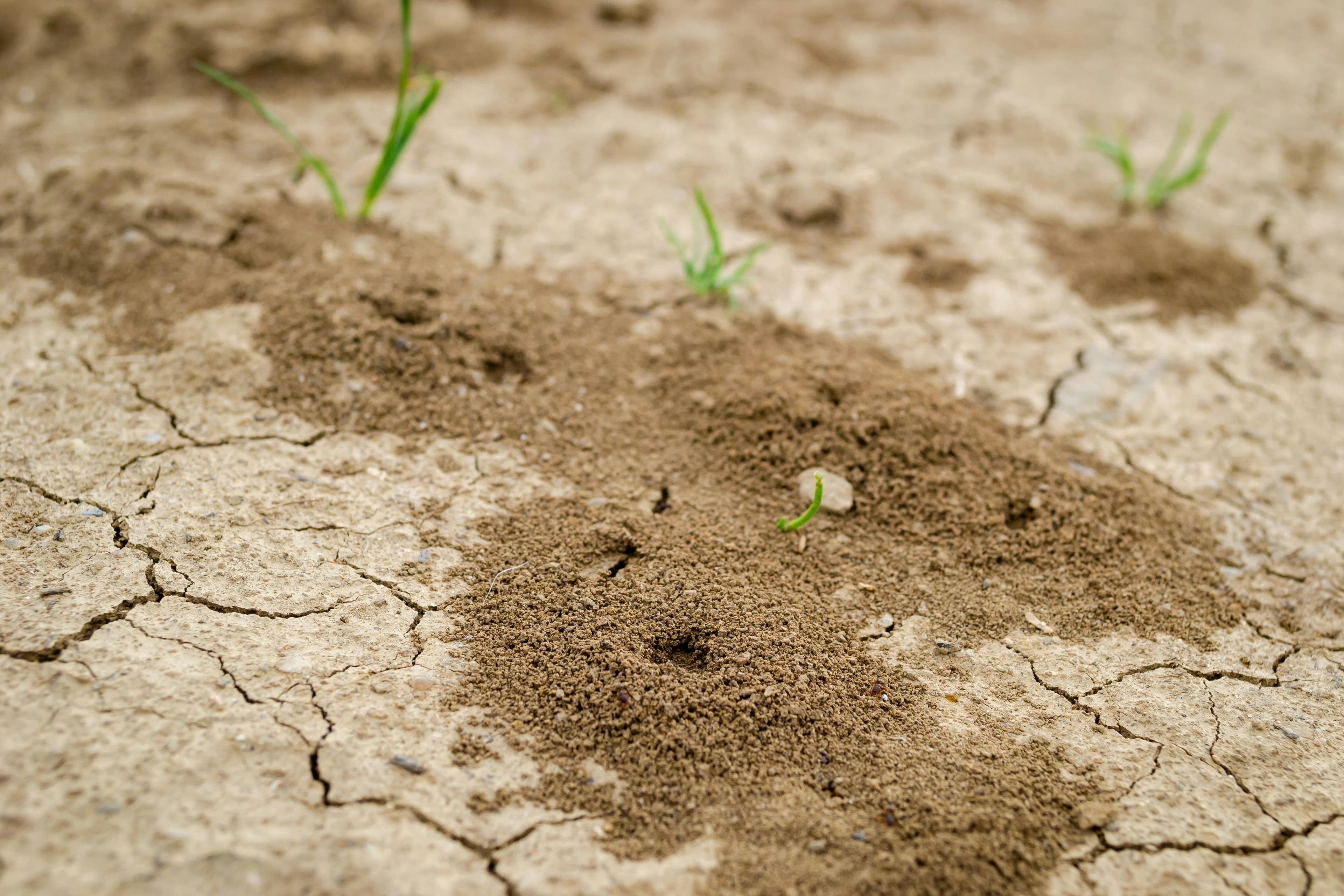 Termite Control