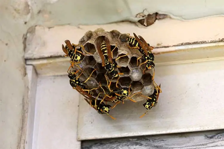 Wasp Nest Removal